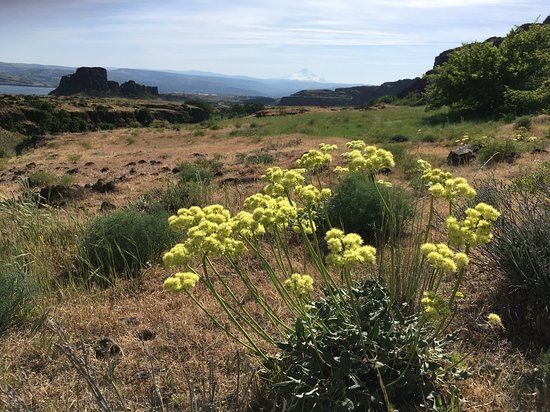 Columbia Hills Historical State Park